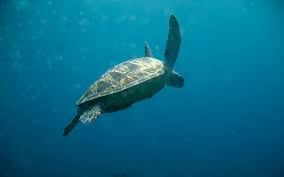 tortue